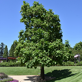 Plant Photo 4