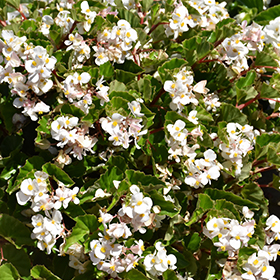 Plant Photo 3
