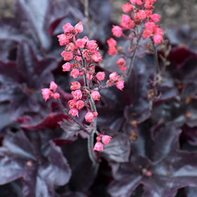 Plant Photo 9