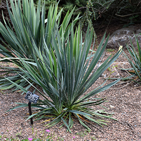 Plant Photo 9