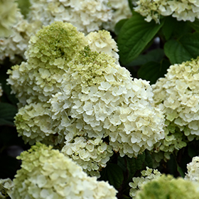 Plant Photo 6
