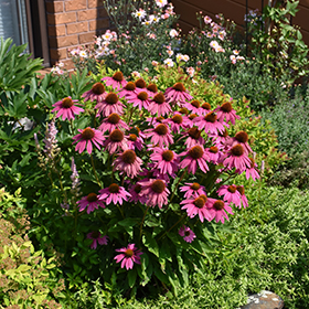 Plant Photo 7
