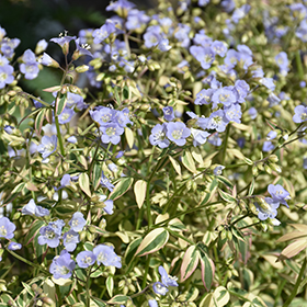 Plant Photo 4