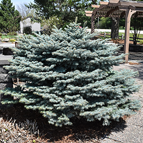 Plant Photo 6