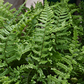 Plant Photo 5
