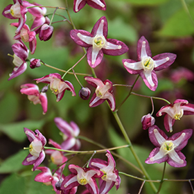 Plant Photo 3
