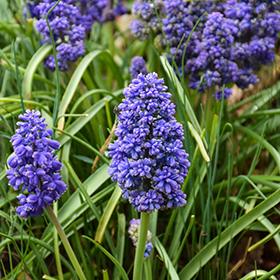 Plant Photo 3