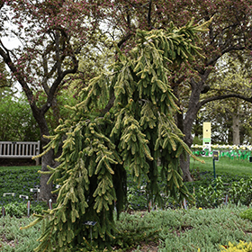 Plant Photo 8