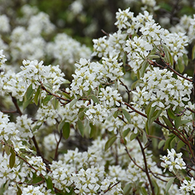 Plant Photo 2