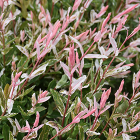 Plant Photo 9