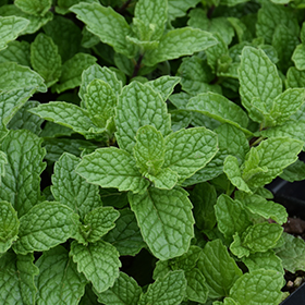 Plant Photo 7