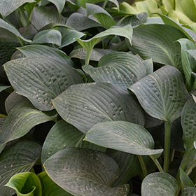 Plant Photo 2