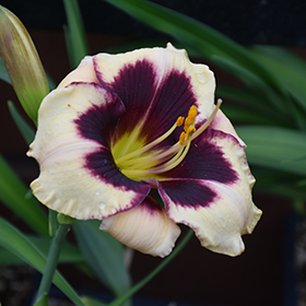 Plant Photo 7