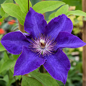 Plant Photo 9