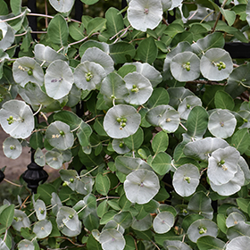 Plant Photo 5