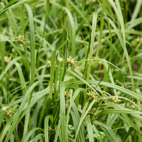 Plant Photo 9