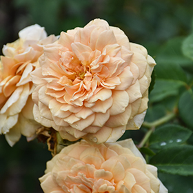 Plant Photo 3