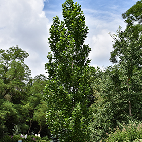 Plant Photo 7