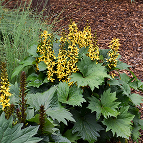 Plant Photo 5