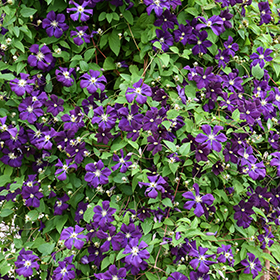 Plant Photo 1