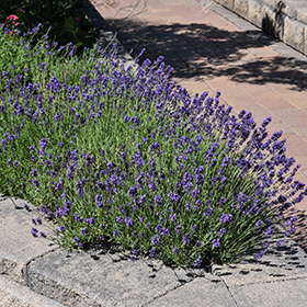 Plant Photo 7