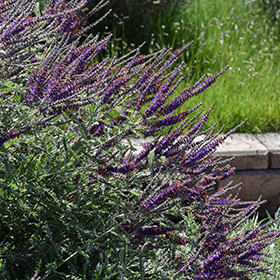 Plant Photo 3