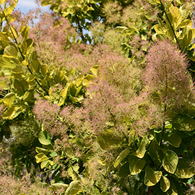 Plant Photo 5