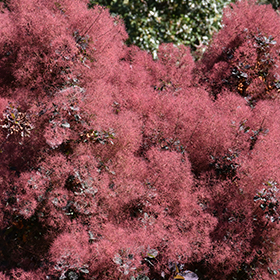 Plant Photo 8