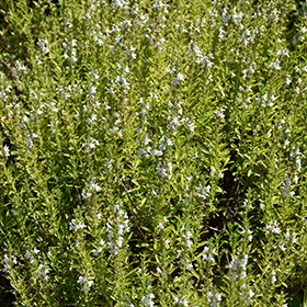 Plant Photo 7