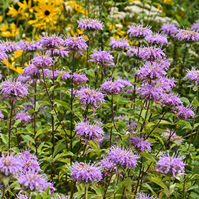 Plant Photo 10