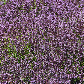 Plant Photo 9