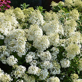 Plant Photo 2