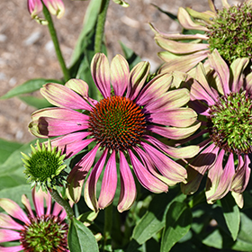 Plant Photo 3