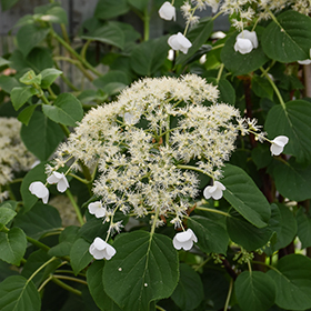 Plant Photo 2