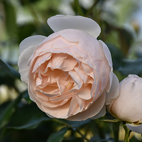 Plant Photo 3