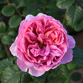 Plant Photo 5
