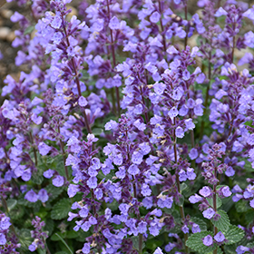 Plant Photo 9