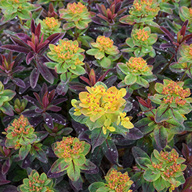 Plant Photo 6
