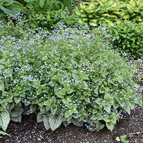 Plant Photo 7