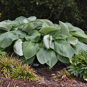Plant Photo 10