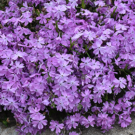 Plant Photo 4
