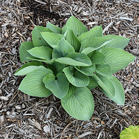 Plant Photo 10