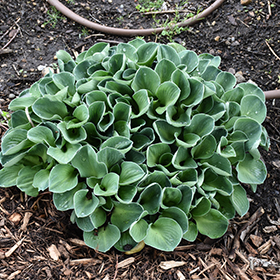 Plant Photo 6