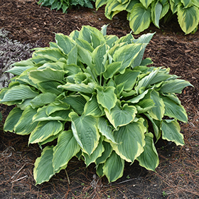 Plant Photo 10