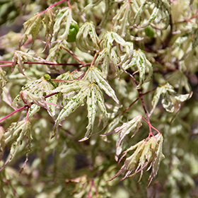 Plant Photo 1