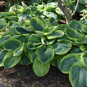 Plant Photo 6