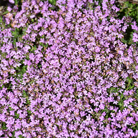 Plant Photo 4