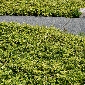 Plant Photo 6