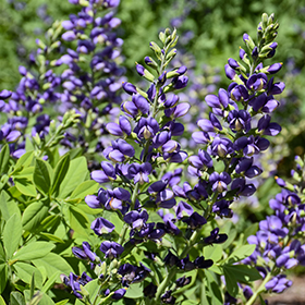 Plant Photo 4