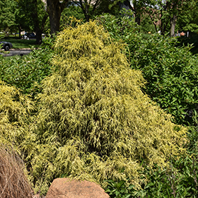 Plant Photo 1